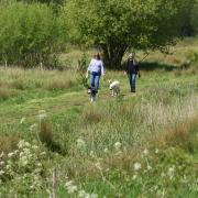 Marston Marsh is a great place to spot wildlife in Norwich