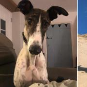 Bennu the greyhound is looking for a new home