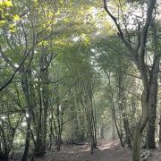 The ancient woodland of Buckenham Woods