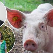 Plans for a pig-rearing facility in the city outskirts have been approved. Inset: Phil Courtier (top) and Eleanor Laming