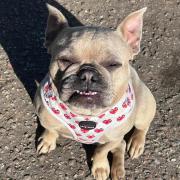 Chai the French Bulldog is missing from her home in Costessey