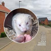 An albino ferret has been found lost and hungry in Poringland