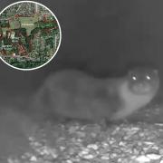 Could a recent sighting of an otter - a protected species regarding planning developments - affect the ongoing Pinebanks development