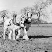 Old-fashioned horsepower once dominated the Norfolk ploughing scene. Photo – Keith Skipper Collection