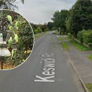 A flock of nine ring-necked parakeets have been spotted in Cringleford